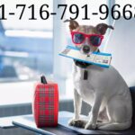 jetblue airlines pet policy 2024